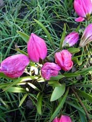 Felley Priory 6-3-12